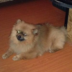 Meet your Posher, Janine